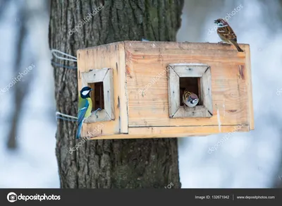⬇ Скачать картинки Кормушка для птиц, стоковые фото Кормушка для птиц в  хорошем качестве | Depositphotos