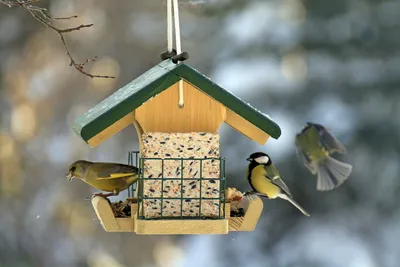 Кормушки для птиц зимой - фото и картинки: 58 штук
