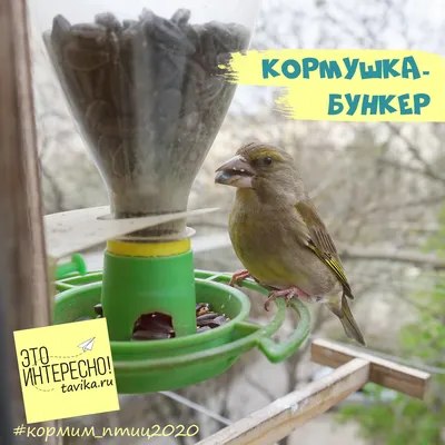 Купить онлайн: Кормушка для птиц деревянная «Галочка»