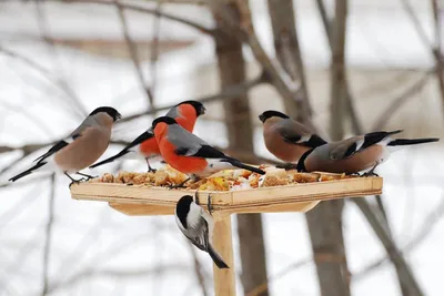 ᐉ Кормушка для птиц на окно House_for_birds балкон Белый