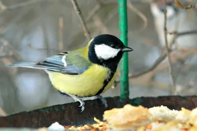 Купить онлайн: Кормушка для птиц деревянная «Галочка»