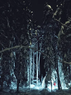 Зимний лес ночью фото