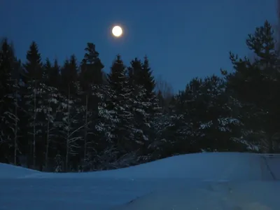 Что послушать ночью в зимнем лесу ? | Music From Hell | Дзен