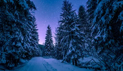 Сказочный ночной зимний лес фото - фотосток Fotoart