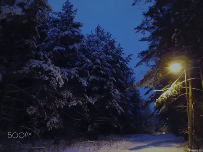 Ночная прогулка по зимнему лесу (фото) - Pause.By