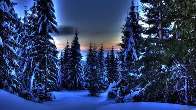 Сказочный ночной зимний лес - 66 фото
