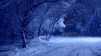 Футаж для видеомонтажа ночь, зимний лес 000103 - YouTube