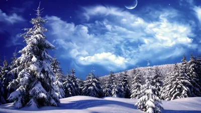 Ночной зимний лес.По мотивам Тима Бертона — Steemit