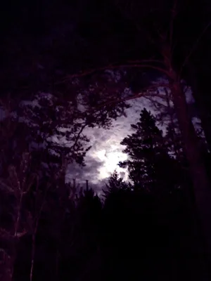 Зимний лес ночью под северными огнями Швеция Стоковое Фото - изображение  насчитывающей холодно, финляндия: 163530210