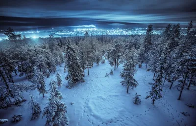 Скачать Зимний лес ночью, Зимний лес вечером, обои, картинки full hd на  рабочий стол - 102232