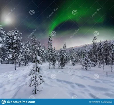 Ночной зимний лес - 60 фото