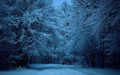 Фото Зимний ночной лес у реки, by m-eralp