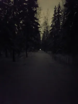 Просто ночной зимний лес | Пикабу