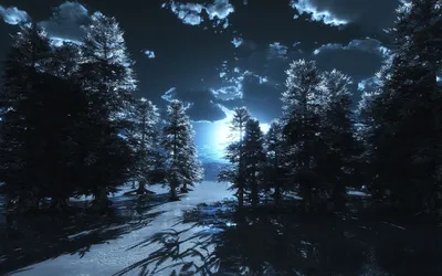 Снежный лес ночью - 49 фото