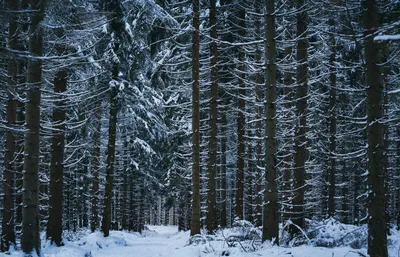 Зимний лес ночью (67 фото) »