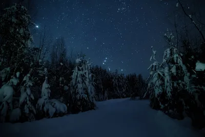 Ночной зимний лес - 71 фото