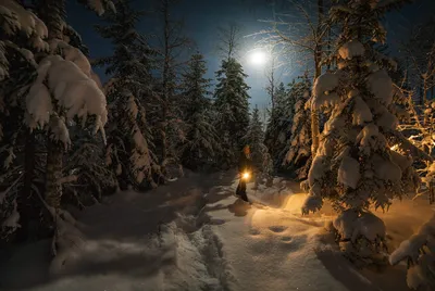 Таинственный зимний лес - фото и картинки: 28 штук