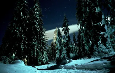 Просто ночной зимний лес | Пикабу