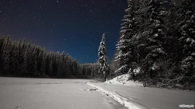 Лес зимой ночью - фото и картинки abrakadabra.fun
