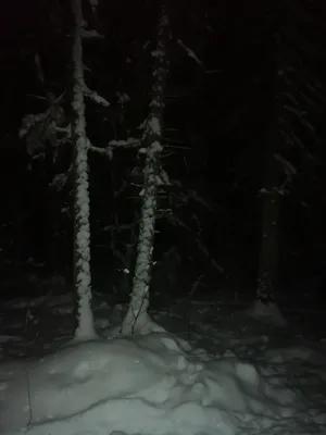 Сказочный зимний лес ночью | Обои для телефона