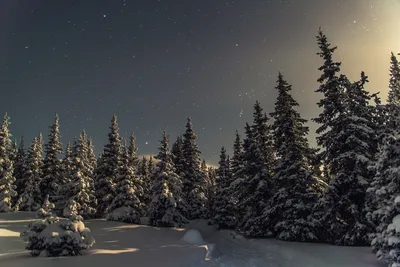 Снежный лес ночью - фото и картинки: 32 штук