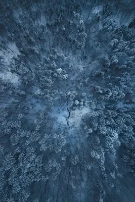 Зимний лес (1920x1080) - Обои - Природа