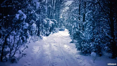 Фото Зимний лес в снегу