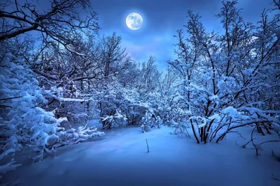 Зимний лес в ночи. Фотограф Мартыненко Дмитрий