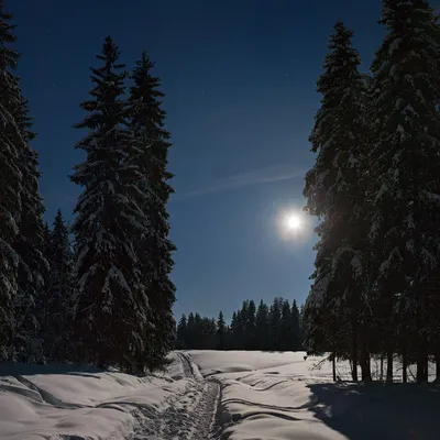 Зимний лес лунной ночью. Фотограф Владимир Кириченко (vlkira)