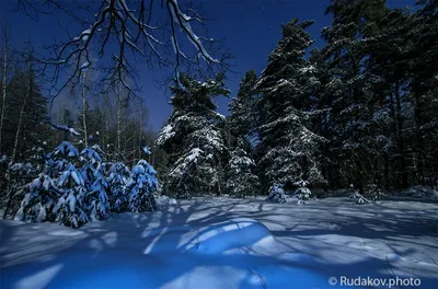 Ночной зимний лес | Сергей Рудаков