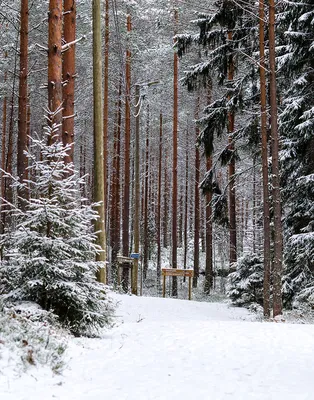 Модульная картина \"Домик в зимнем лесу\"