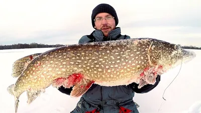Зимняя рыбалка на щуку фото