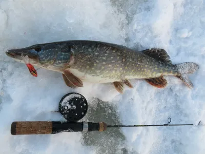 Зимняя ловля щуки на водохранилище - Salmo Belarus