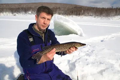 Щука Бурейского моря. Особенности ловли местной щуки - Рыболовные журналы