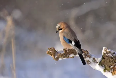 Птицы Подмосковья зимой - фото и картинки: 144 штук
