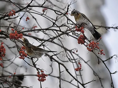 Где в Москве зимуют птицы - KP.RU