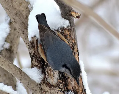 Зимующие птицы Вологодской области | Смотреть 54 фото бесплатно