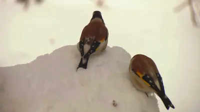 Красивые птицы зимой. Зимующие птицы у кормушки. Birds Russia. - YouTube