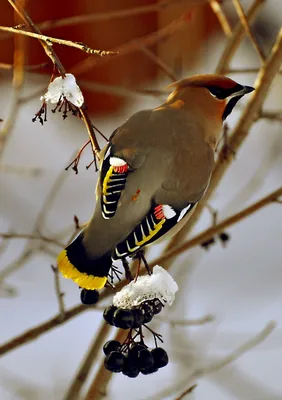Зимующие птицы Подмосковья - 73 фото