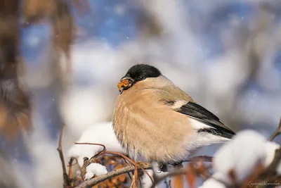 Зимние птицы беларуси | Смотреть 55 фото бесплатно