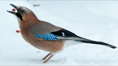 Зимующие птицы | УДОБА