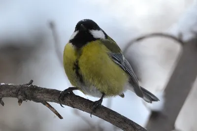 Зимние птицы беларуси | Смотреть 55 фото бесплатно