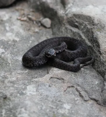Ядовитые черные змеи вернулись на Урал — видео