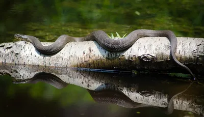 Самые большие змеи в России, ТОП-5 | В когтях у хищника | Дзен