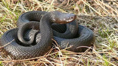 Самые опасные змеи в России – список, названия, где водятся, фото и видео -  «Как и Почему»
