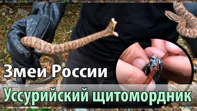Каких змей можно встретить в лесах под Москвой и чем они опасны - KP.RU