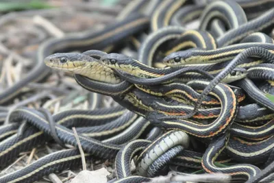 Кеймада Гранди остров ядовитых змей - фото и картинки: 61 штук
