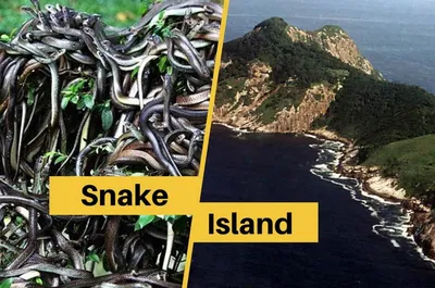 Змеиный остров кеймада гранди - фото и картинки: 69 штук