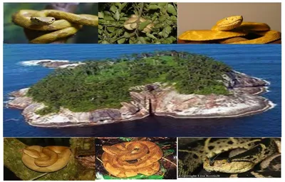 Остров кеймада гранди змеиный остров - 78 фото