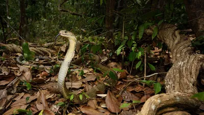 Остров змей Кеймада Гранди Маяк - 32 фото: смотреть онлайн